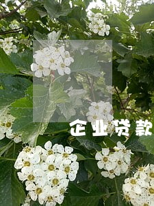 企业贷款逾期 破产 企业贷款逾期 破产